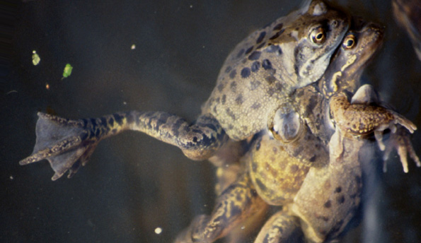 Questions Questions: Frogs in a pond