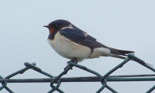 Swallow in autumn