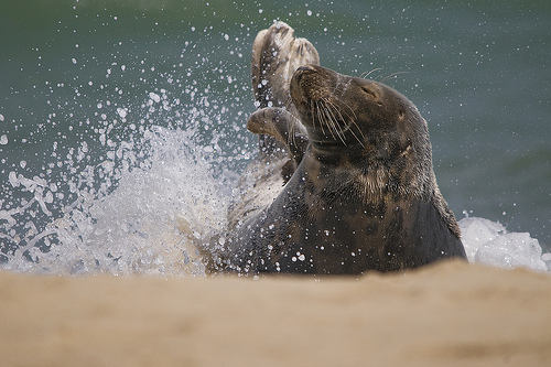 Seal © Lee Crabtree