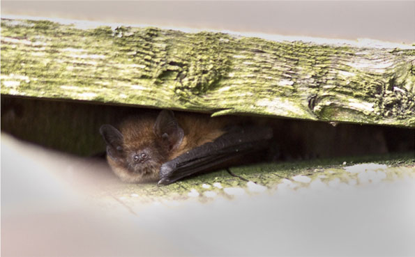 Pipistrelle bat by Harry Hogg