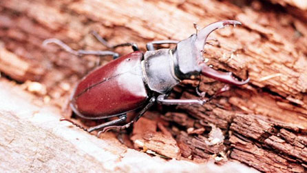 stag beetle