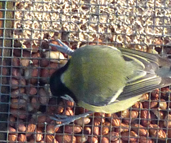Great tit gets stuck in
