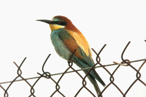 bee-eater copyright Sue Gough/BTO