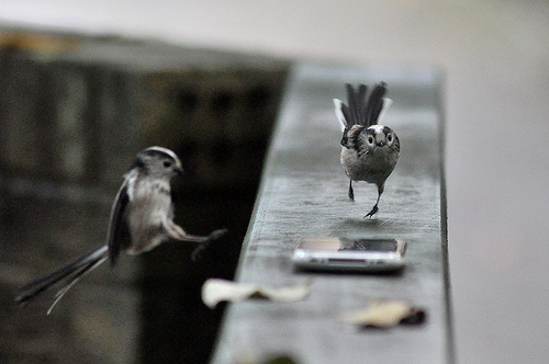 Long-tailed tits running and flying towards a phone by Anthony Robson