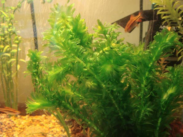 Large flowered waterweed