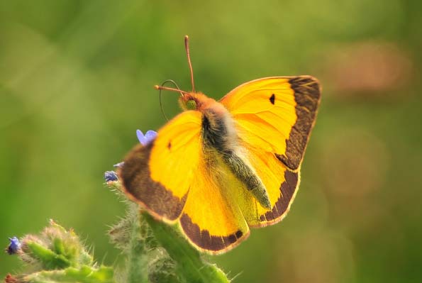 clouded yellow butterfly by onlyonejuleo