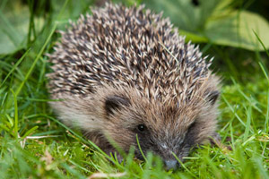 hedgehog in grass