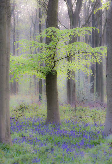 bluebells in woodland by Philip Male