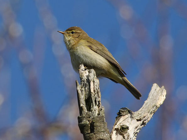 Chiffchaff by Chris Berry