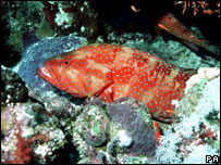 Grouper fish