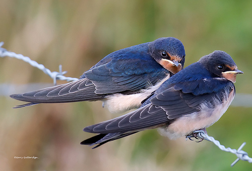 swallows by Gerry Gutteridge