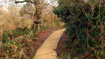 path through woods