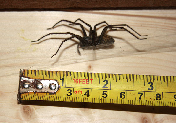 Spider by Rachael Marie.