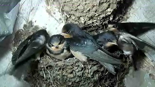 The swallow fledglings back again