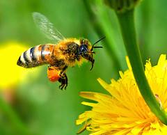 European_honey_bee.jpg