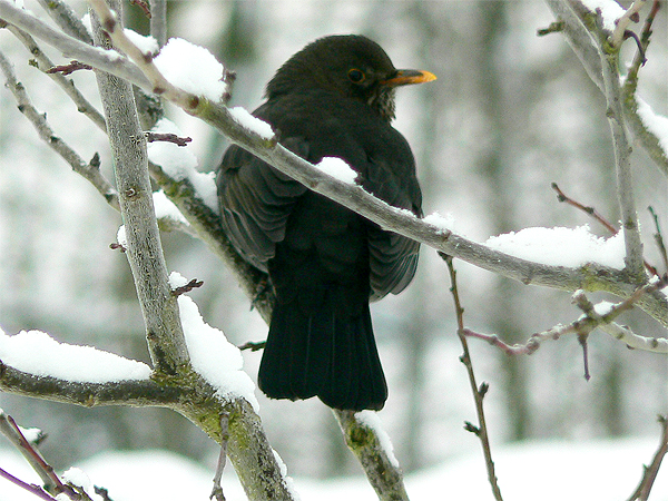 Birds in the snow, from John Craig, Angus