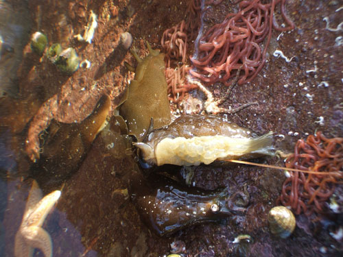 Mating sea slugs by Harriet Saxby