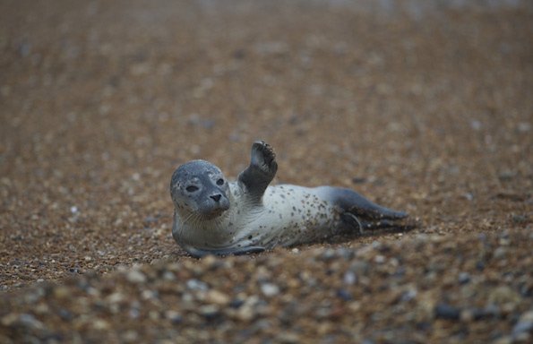 seal pup