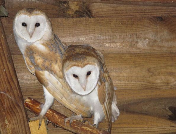 Two barn owls - Casper and friend