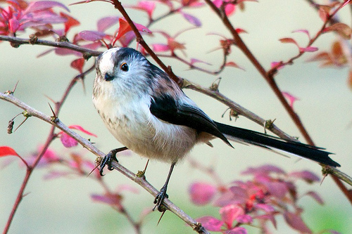Long-tailed tit against pink leaves by Stanley Ashbourne