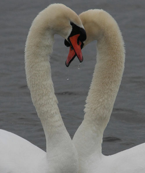 Swans by Alison Brown