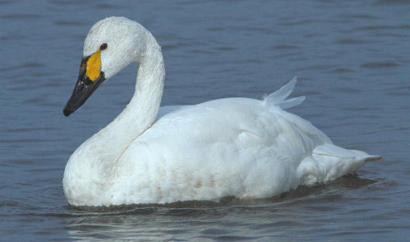 Bewick's swan