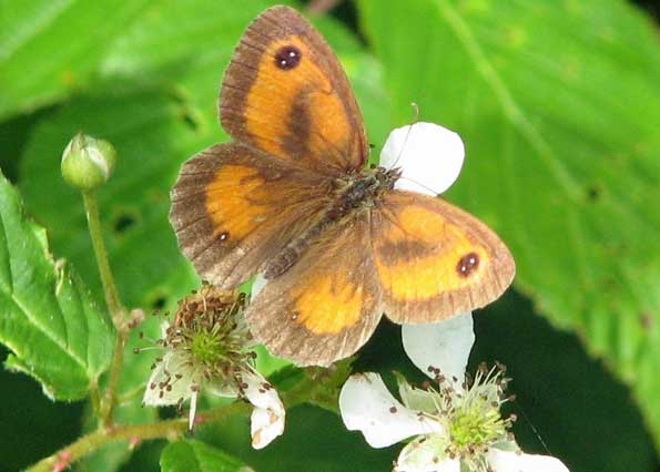 gatekeeper butterfly