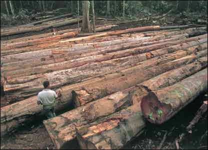 legal logging in French Guiana