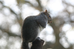 A grey squirrel sitting on a post