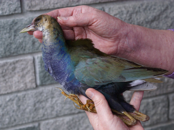 Purple gallinule