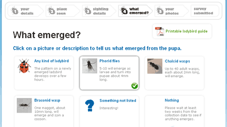 Screen shot of Ladybird Parasite Survey recording form