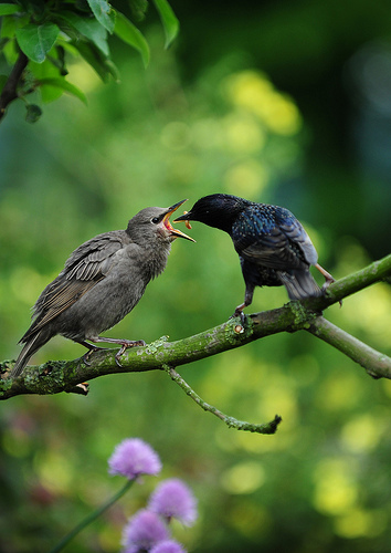 Starling feeding fledgling © James Dobson