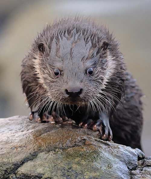 Otter cub by John Moncrieff