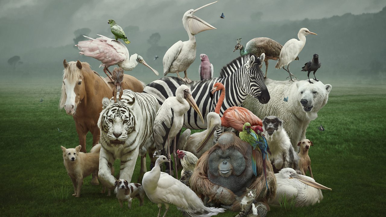 Hillborg: Beast Sampler