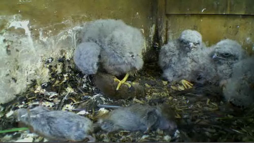 Kestrel chicks learning how to feed themselves