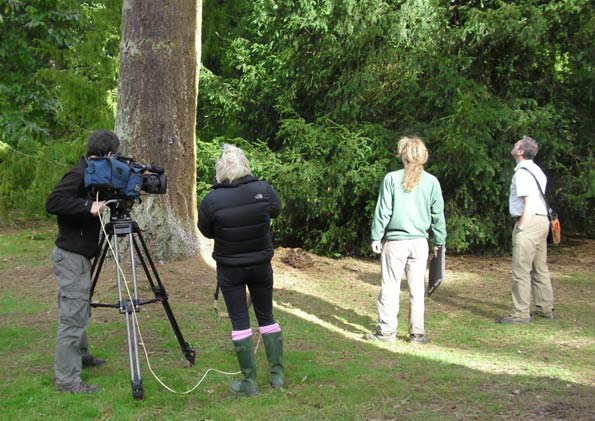 filming a visual tree inspection