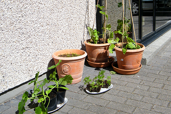 Beechgrove Potting Shed patio plants