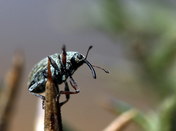 Weevils wobble © Iain Lawrie