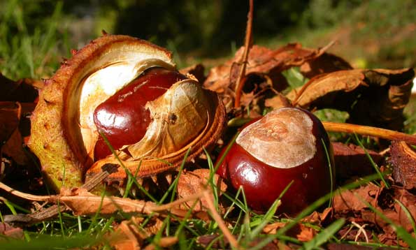 conker