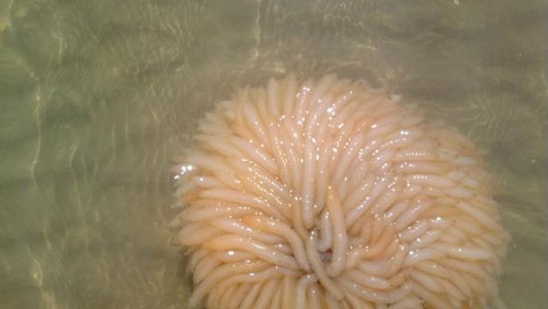 Alien or sea monster? copyright Fillerya