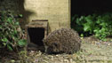 hedgehog home