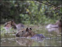 Guianas Capybaras swimming