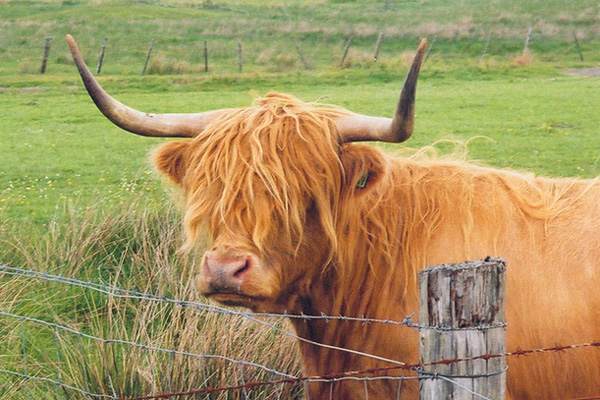 Highland cow