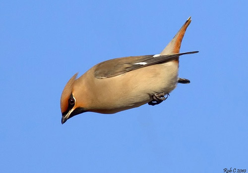 Waxwing by Rob Cross