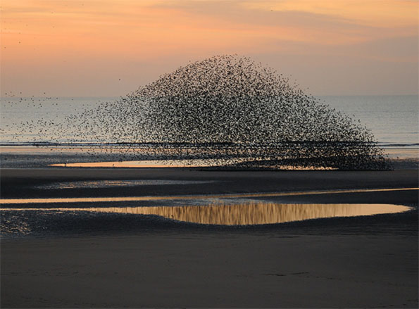 Starling murmuration over beach by Jackie, Dmore10