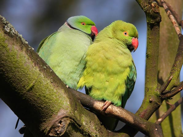 Parakeets by Mark Kilner