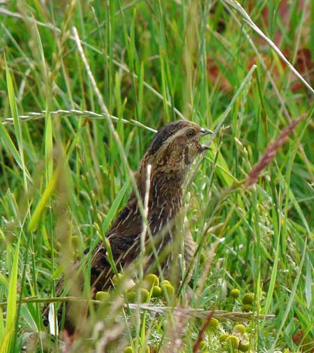 Quail copyright Abbie Marland/BTO