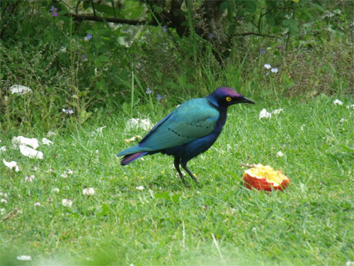 Purple glossy starling © Matt Mcveigh