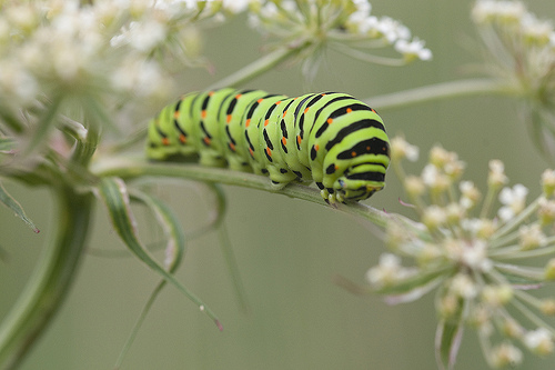 Swallowtail caterpillar © Imnotatwitcher / lee crabtree