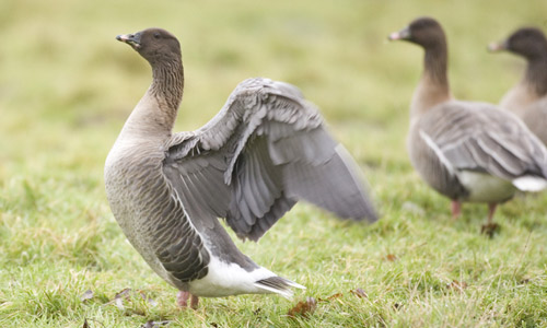Pink-footed goose copyright Chris Mills
